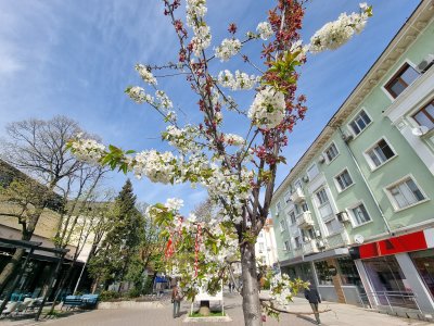Раздаването на изборните книжа в Сливен започна спокойно