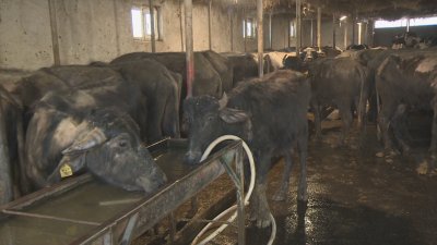 Христанов: БАБХ е реагирала незабавно на сигнала за огнище на антракс в Силистра