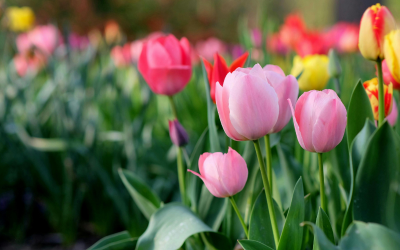 Слънчево време ни очаква в събота, а в неделя ветровито
