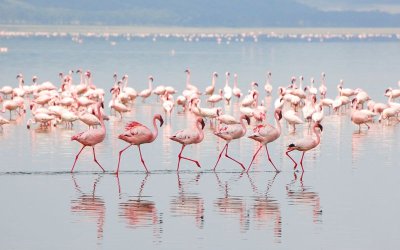 Розов празник в Зоопарка за Деня на фламингото