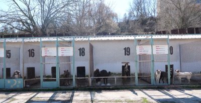 Рекорден брой кучета - над 350, са осиновени от приюта в Благоевград