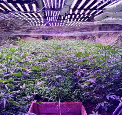 High-Tech Cannabis Plantation Found in Gallery Mine Near Kyustendil (Photos)