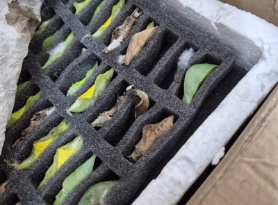 Контрабанда на какавиди на тропически пеперуди предотвратиха на "Капитан Андреево"