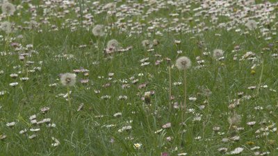 Всеки трети българин страда от някаква алергия