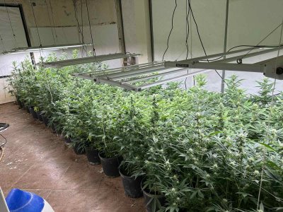 Криминалисти от Варна откриха оранжерия за канабис