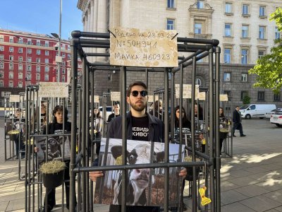 Протест против отглеждането на телета в клетки (СНИМКИ)