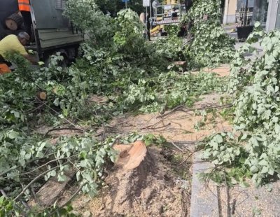 Прокуратурата във Варна проверява отсичането на седем липи в центъра на града