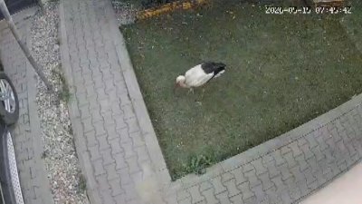 Спасиха щъркел, паднал в двора на къща в Пловдив