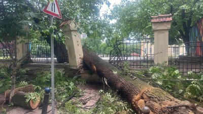 Дърво се стовари върху две коли на кръстовище в центъра на София