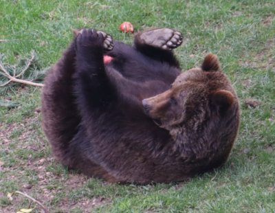 Bears at Belitsa Sanctuary Know How to Have Fun (see pics)