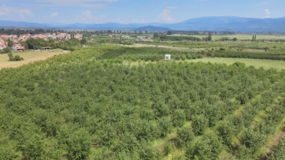 Police Guard Cherry Orchards, Producers Report Poor Harvest