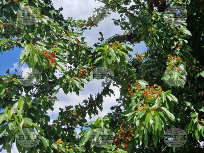 Cherry Picking in Bulgaria&rsquo;s Kyustendil Region Has Begun; Producers Dissatisfied with the Prices