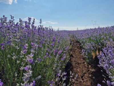 Fifth Edition of the Lavender Festival Has Begun in Chirpan