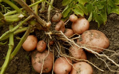 Pesticide Used Against Late Blight in Potato and Onion Crops May Harm the Brain
