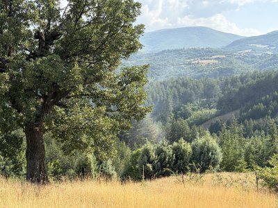 Пламна борова гора в землището на благоевградското село Логодаж