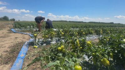 After the Storms: Farmers Lose Crops as Compensation Covers Only Part of the Damage