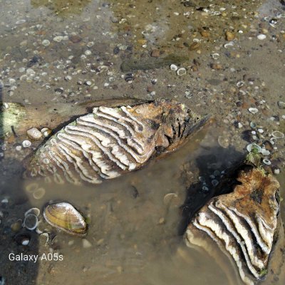 Critically Low Water Levels of the Danube Reveal Mammoth Remains Near Ruse