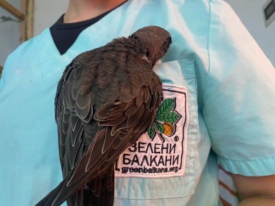 Wildlife Experts Urge People Not to Ignore Fallen Swifts during Summer Months