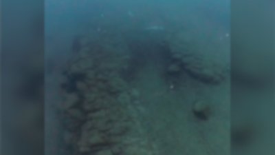 Откриха мъртви 11 малки делфинчета в морето край Приморско