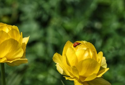 Yellow Heat Warning in Force Today and Tomorrow