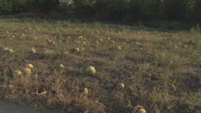 Watermelon Growers Leave Crops Unharvested as Farmgate Prices Plunge