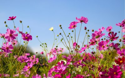Температурите се покачват до 40&deg;, рискът от пожари остава висок