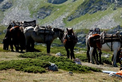 Цветовете на Рила: Лятна разходка край Седемте рилски езера (СНИМКИ)