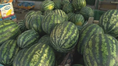 Реколта без пазар: Стотици тонове български дини гният необрани