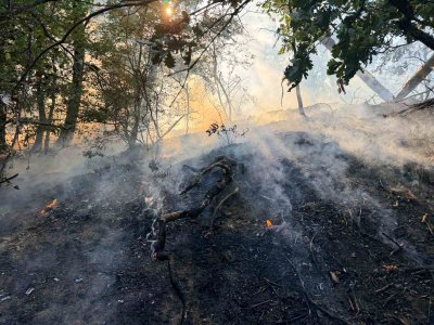 Около 1500 декара е засегнал пожарът край тополовградското село Българска поляна