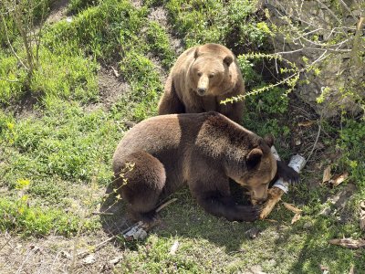 В Борино се предвижда създаване на първата в България общност за съжителство с мечки