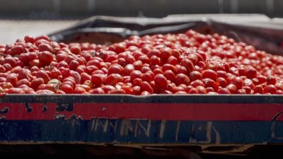 Начало на Томатината - 150 тона домати ще влязат в нестандартна употреба