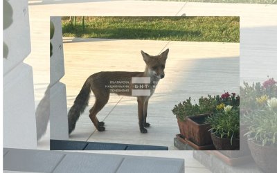 Foxes Are Invading the Yards of Homes in the Foothills of the Rhodope Mountains