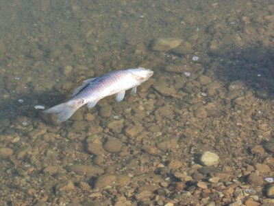 Граждани сигнализираха за потъмняване на водите на река Струма и умряла риба