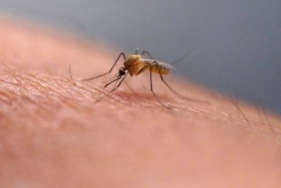 Близо 1100 са вече регистрираните случаи на западнонилска треска в Европа