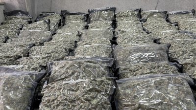 Разкриха модерна наркооранжерия в къща в Змейово, иззеха 68 кг марихуана (СНИМКИ И ВИДЕО)