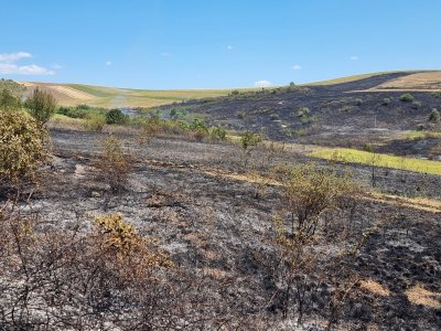 Пожар унищожи 30 декара смесена гора край Брегово