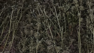Разкриха модерна наркооранжерия в къща в Змейово, иззеха 68 кг марихуана