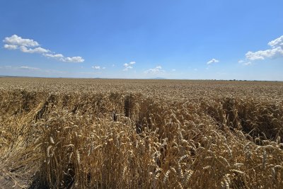 Добра реколта от пшеница, но логистиката затруднява износа, смятат от бранша