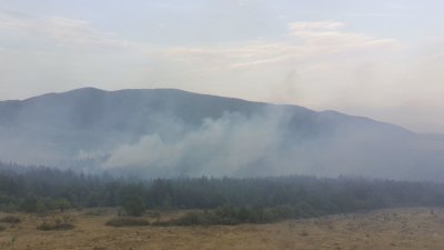 Пожарът в село Димовци: Положението остава сериозно, горят 2000 декара борова гора