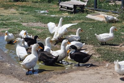 Огнище на птичи грип е констатирано в пловдивското Момино село