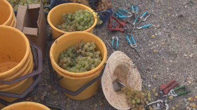 Лозари от Свиленградско излизат на протест заради непродадена продукция