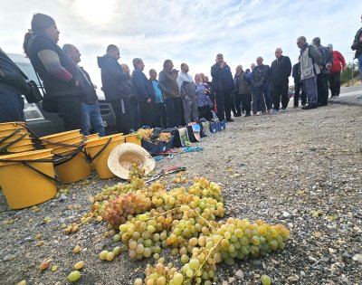 Лозари от Свиленградско излизат на протест заради непродадена продукция