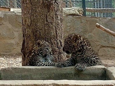 Близнаци леопардчета са най-новите обитатели на зоопарка в Стара Загора