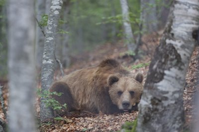 Два екипа ще прогонват мечки от девинското село Гьоврен