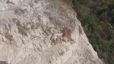 Полудива коза беше спасена след 25 дни без вода в скалите