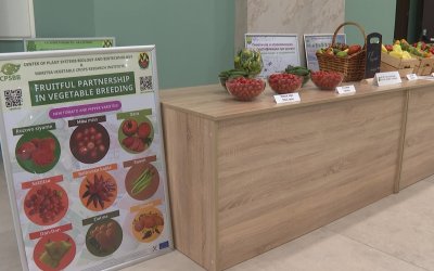 Нови сортове зеленчуци разработват в два научни института в Пловдив