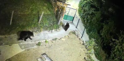 Набезите на мечки не стихват в родопското село Гьоврен