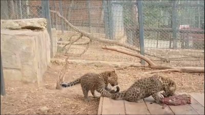 Първите пакости и игри на близнаците леопардчета Джай и Шанти са в разгара си