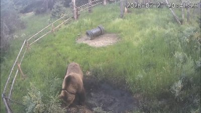 &ldquo;I Saw a Bear and Froze on the Spot&rdquo;: Is Sandanski Doing Enough to Address the Danger?