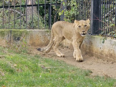Nine-Month-Old Lion Cub Makenna Is the Newest Resident at the Lovech Zoo